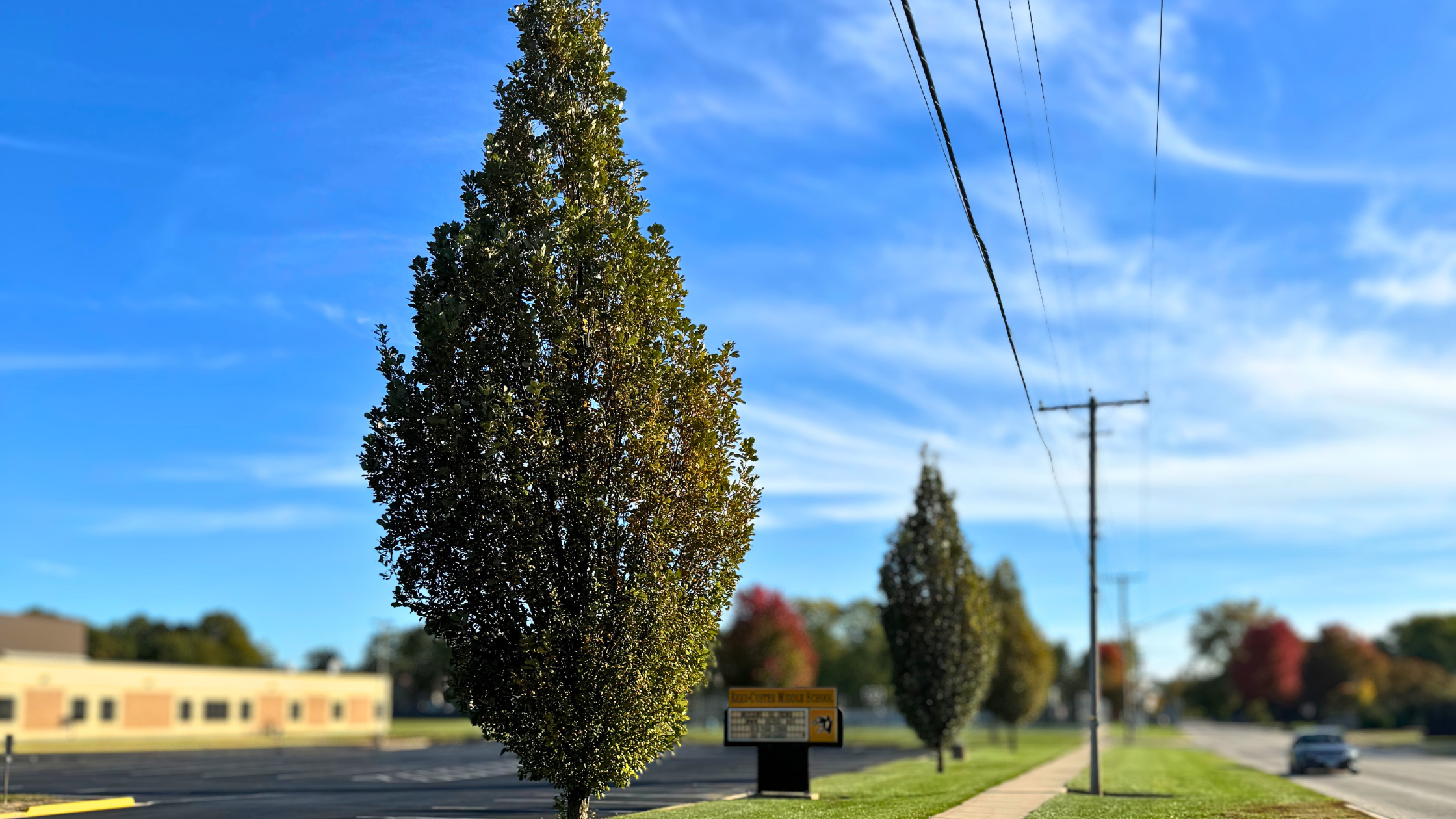Regal Prince Oak line a school's parking lot area.